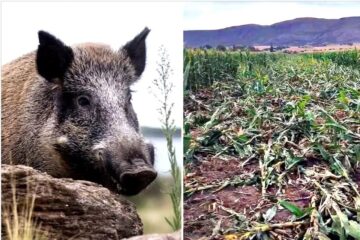 “Jamás vi algo así”: jabalíes destrozaron una gran porción de los cultivos en Sierra de la Ventana