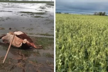 El Temporal dejó 35 mil hectáreas de cultivos arruinadas en 9 de Julio