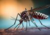 Preocupación en Suárez por la aparición del mosquito transmisor del dengue