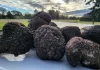 La Fiesta de la Trufa Argentina se celebra en Espartillar con chefs invitados, sabores regionales y experiencias únicas La Fiesta de la Trufa Argentina se celebra en Espartillar con chefs invitados, sabores regionales y experiencias únicas