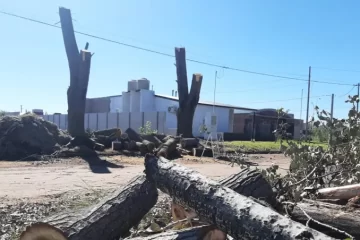 Macachín: Vecinos denunciaron feroz arboricidio en calle del acceso Norte
