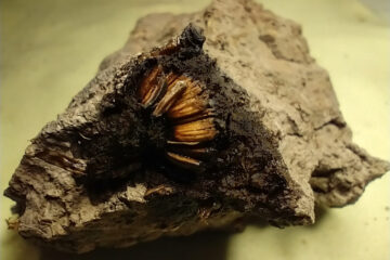 Hallaron restos de una flor que vivió hace 1.000 años en el norte bonaerense