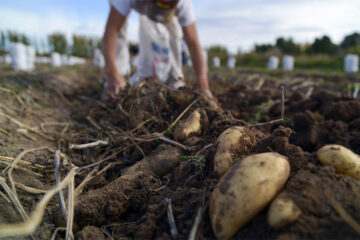 Milei intervino el Instituto de Agricultura Familiar, Campesina e Indígena