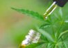 La Provincia creó un Consejo Asesor para fortalecer las políticas de cannabis terapéutico La Provincia creó un Consejo Asesor para fortalecer las políticas de cannabis terapéutico