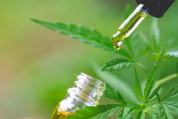 El registro para uso de Cannabis medicinal está saturado por la alta demanda