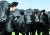El campo y los frigoríficos rechazaron un proyecto del Gobierno que propone hacer voluntarios los aportes al IPCVA El campo y los frigoríficos rechazaron un proyecto del Gobierno que propone hacer voluntarios los aportes al IPCVA