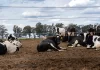 Argentina perdió más de 100 mil vacas en ordeñe en solo un año