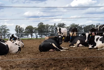 Argentina perdió más de 100 mil vacas en ordeñe en solo un año