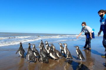Regresan 14 pingüinos magallánicos al mar tras su rescate por desnutrición Regresan 14 pingüinos magallánicos al mar tras su rescate por desnutrición