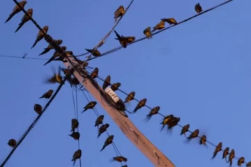 Por la invasión de loros, en Villarino piden a la Provincia los declare plaga