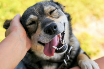 Día Nacional del Perro: ¿por qué se celebra cada 2 de junio en Argentina?