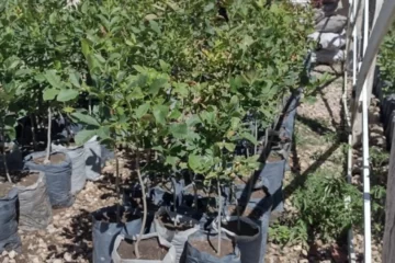La cárcel de Saavedra donó 1.225 plantines de árboles a Bahía La cárcel de Saavedra donó 1.225 plantines de árboles a Bahía