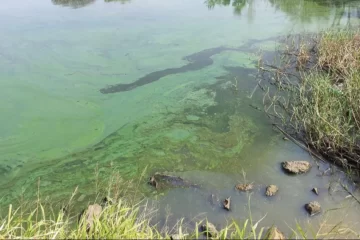 Cianobacterias: la Provincia mantiene el alerta en 12 lagunas, una de ellas de la zona Cianobacterias: la Provincia mantiene el alerta en 12 lagunas, una de ellas de la zona