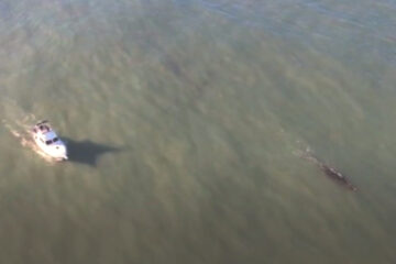 Una embarcación persiguió a una ballena en Mar del Plata: «No hay conciencia de avistaje»