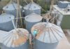 ARCA subastará 851 toneladas de trigo y cebada acopiadas en un silo de Coronel Pringles