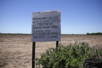 Avanza la deforestación en el segundo pulmón verde de Sudamérica: los bosques del Gran Chaco