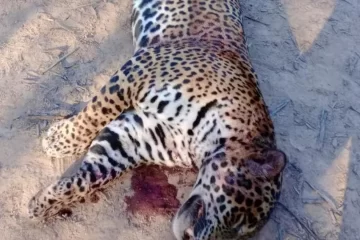 En riesgo de extinción: un grupo de cazadores mató a uno de los cinco yaguaretés que hay en Formosa En riesgo de extinción: un grupo de cazadores mató a uno de los cinco yaguaretés que hay en Formosa