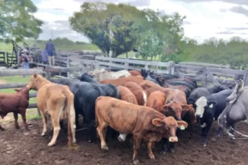 Investigan a padre e hijo por transacciones ganaderas fraudulentas en varias localidades pampeanas