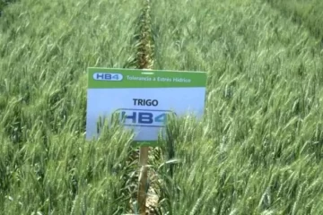 Estados Unidos autoriza el cultivo del trigo transgénico desarrollado en Argentina