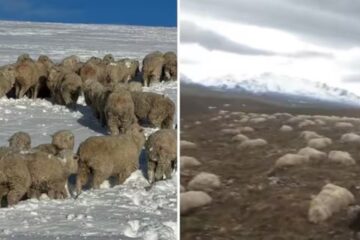 «Las ayudas llegaron tarde»: se derritió la nieve y halló más de 2000 ovejas muertas en su campo