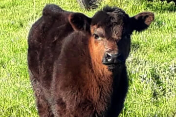 Récord: pagaron $130 millones por el 50% de un ternero que todavía no nació