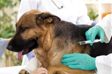 El Colegio de Veterinarios bonaerense llamó a la «prevención” contra la rabia El Colegio de Veterinarios bonaerense llamó a la «prevención” contra la rabia