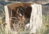 Crearon una fundación para llevar a la Justicia casos de maltrato animal Crearon una fundación para llevar a la Justicia casos de maltrato animal