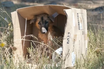 Presentaron un proyecto de ley que obliga a funcionarios bonaerenses a capacitarse en derecho animal