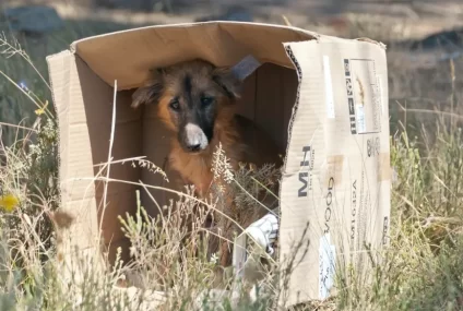 Crearon una fundación para llevar a la Justicia casos de maltrato animal Crearon una fundación para llevar a la Justicia casos de maltrato animal