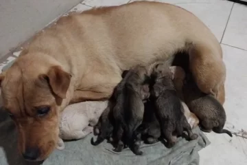 Bahía Blanca: Abandonó 7 cachorros recién nacidos en una bolsa de basura y terminó aprehendido Bahía Blanca: Abandonó 7 cachorros recién nacidos en una bolsa de basura y terminó aprehendido