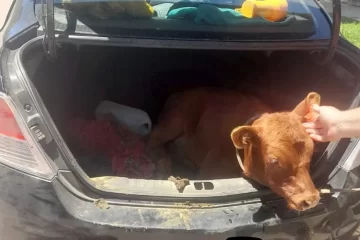 La Pampa: Robaron un ternero y lo llevaban en el baúl