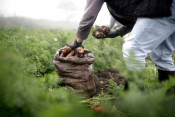 Economías regionales: productores alertaron por aumentos de hasta 500% en importaciones de alimentos y bebidas