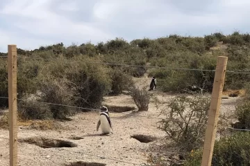 El culpable de la masacre de pingüinos en Chubut fue condenado a 3 años de prisión condicional y no irá a la cárcel El culpable de la masacre de pingüinos en Chubut fue condenado a 3 años de prisión condicional y no irá a la cárcel