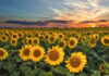 Con el sur bonaerense como motor, el girasol alcanzaría una superficie récord en Argentina Con el sur bonaerense como motor, el girasol alcanzaría una superficie récord en Argentina