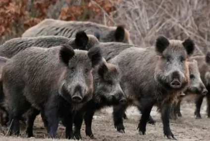 Los jabalíes avanzan sobre el sudoeste bonaerense y encienden la alarma entre productores Los jabalíes avanzan sobre el sudoeste bonaerense y encienden la alarma entre productores