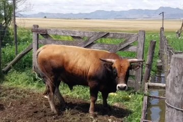 Inédito: los únicos Aubrac del país caminan entre las sierras de Ventania