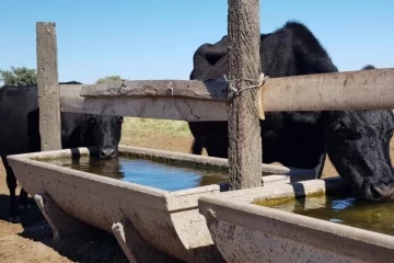 Sudoeste bonaerense: ¿cuál es la calidad del agua para consumo animal?