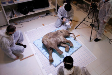 Científicos hallan mamut bebé preservado desde hace 50.000 años en Siberia