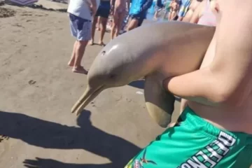 Turistas sacaron a un delfín del agua y el animal murió Turistas sacaron a un delfín del agua y el animal murió