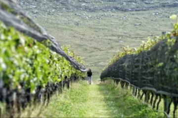 Paisajes, sabores y tradición: la joya serrana que sorprende con su Ruta del Vino