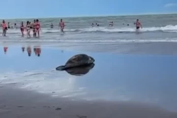 Un lobo marino visitó la playa y sorprendió a los turistas de Monte Hermoso Un lobo marino visitó la playa y sorprendió a los turistas de Monte Hermoso