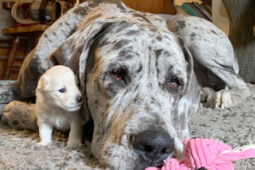 Etimología canina: de dónde vienen los nombres de las razas de los perros Etimología canina: de dónde vienen los nombres de las razas de los perros