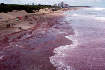 Un manto rojo cubrió la costa entre Mar del Plata y Necochea Un manto rojo cubrió la costa entre Mar del Plata y Necochea