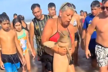 Indignante: Sacan a un delfin del mar en Santa Teresita para tomarse fotos Indignante: Sacan a un delfin del mar en Santa Teresita para tomarse fotos