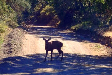 Después de casi 30 años, avistan un huemul en el Parque Nacional Lanín Después de casi 30 años, avistan un huemul en el Parque Nacional Lanín