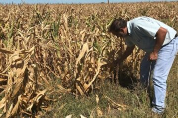 Inmobiliario Rural: el campo pagará menos impuestos este año