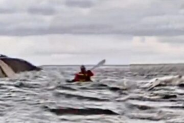 Susto en el Estrecho de Magallanes: lo tragó una ballena y luego lo expulsó Susto en el Estrecho de Magallanes: lo tragó una ballena y luego lo expulsó