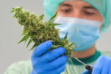 Científicos argentinos logran prevenir el dolor generado por quimioterapia con Cannabis