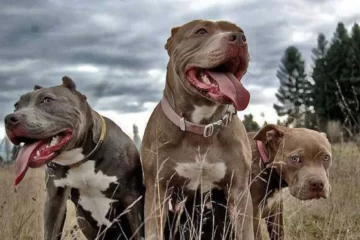 Pringles: Deberá pagar porque sus perros pitbull atacaron a un caniche