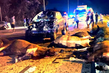 Tragedia en Cañuelas: murió una docente tras un choque contra una tropilla de caballos en Ruta 6